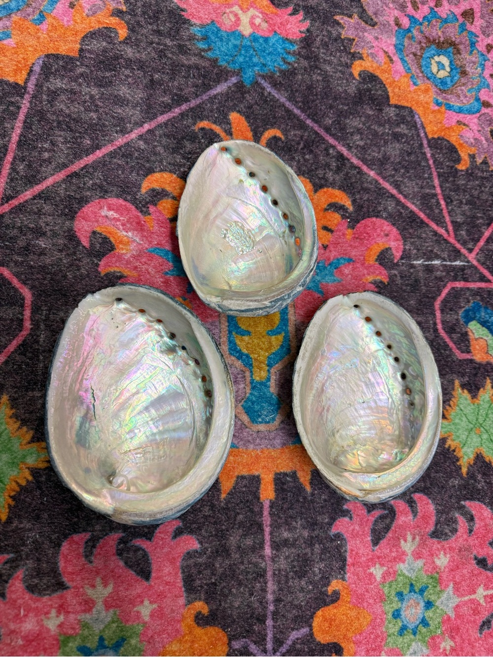 Iridescent Abalone Shells - 3